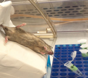 (Fonte: Reprodução)